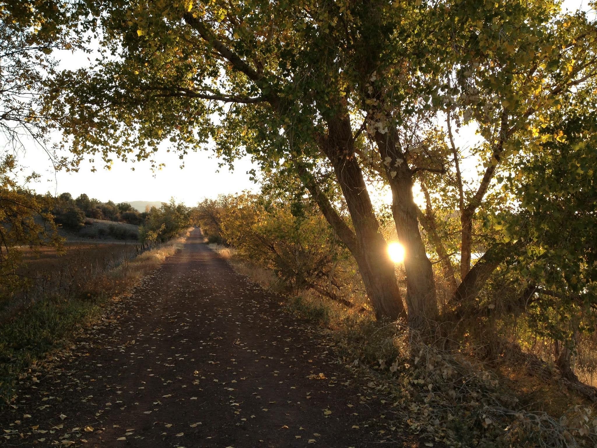 sun setting through the trees on a dirt road